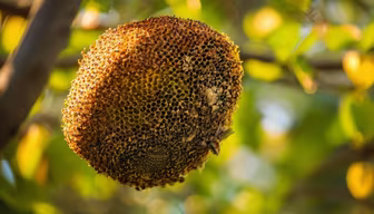 Sunflower's End Sunflower's End