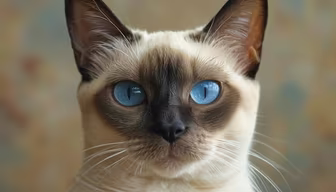 Mesmerizing Gaze
