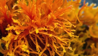 Seaweed Close-Up Seaweed Close-Up