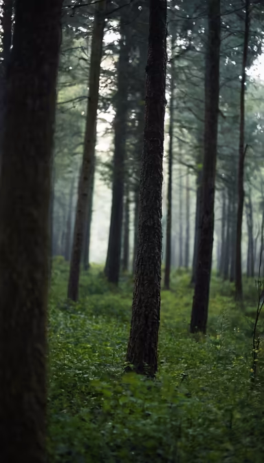 Into the Woods