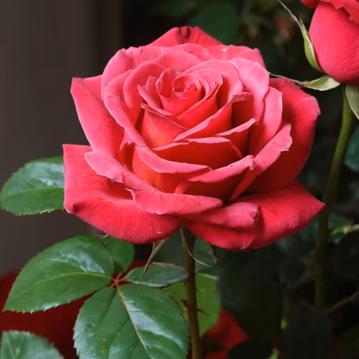 Rose in Bloom