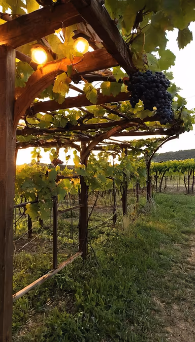 Vineyard Charm Vineyard Charm