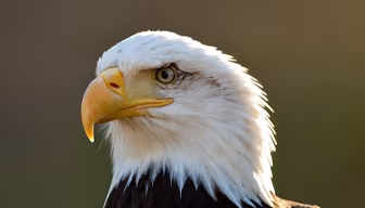 American Majesty