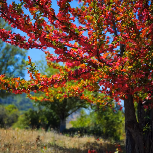 Crimson Bloom