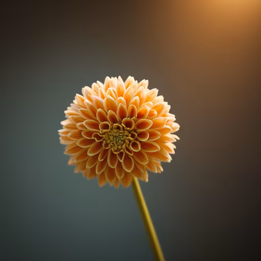 Dahlia Delight