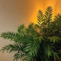 Indoor Oasis Indoor Oasis