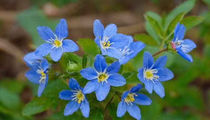 Azure Blooms