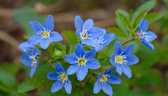 Azure Blooms