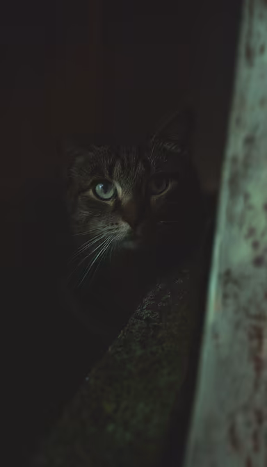 Shadow Cat