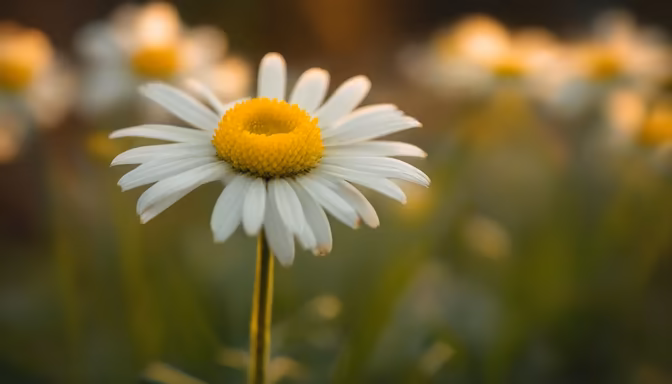 Daisy Dreams
