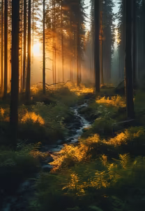 Forest Serenity