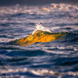 Golden Wave Golden Wave