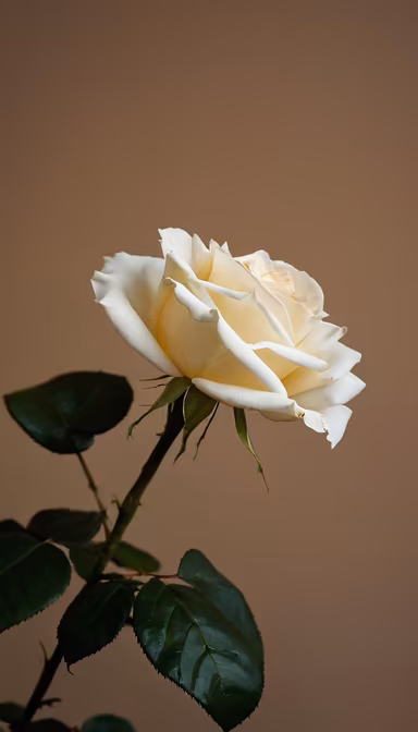 Ivory Rose Ivory Rose