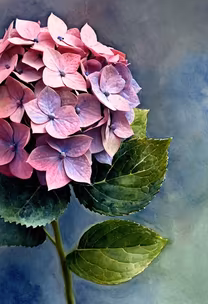 Hydrangea Bloom Hydrangea Bloom