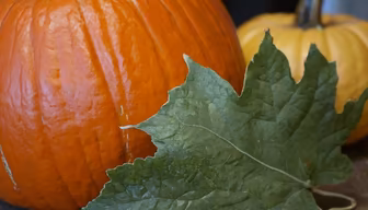 Autumn Bounty Autumn Bounty