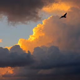 Sunset Flight