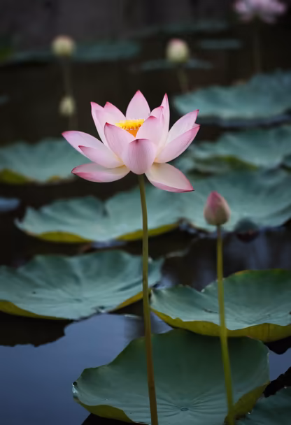 Lotus Serenity