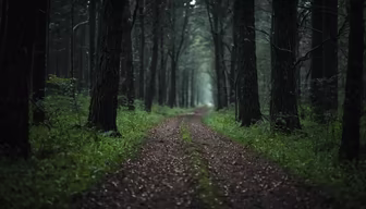 Into the Woods Into the Woods