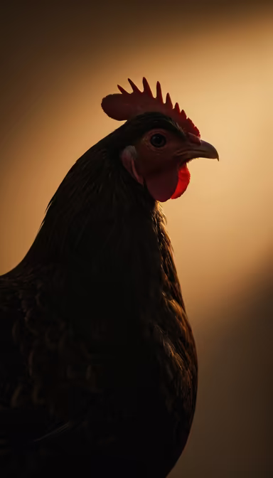 Golden Hour Hen Golden Hour Hen