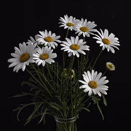 Daisy Delight