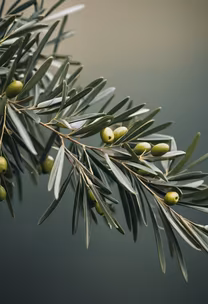 Olive Branch Olive Branch