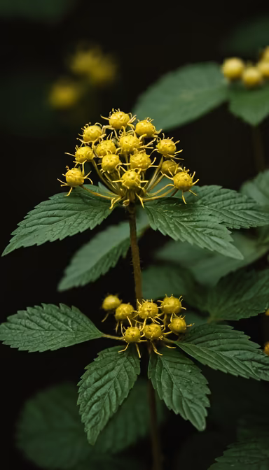 Golden Blooms