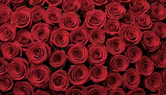 A Sea of Roses A Sea of Roses