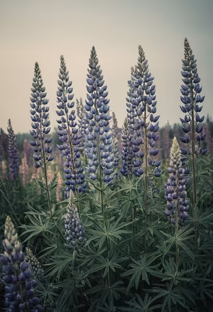 Lupine Dreams