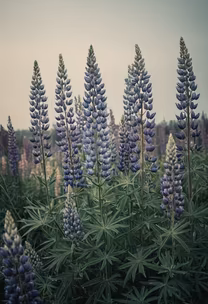 Lupine Dreams
