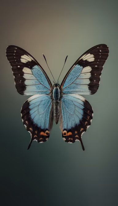 Blue Butterfly Blue Butterfly
