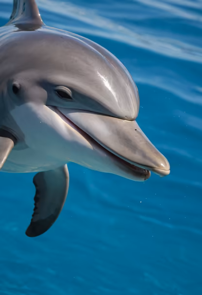 Dolphin's Smile