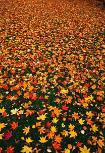 Autumn Carpet Autumn Carpet