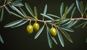 Olive Branch Olive Branch