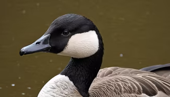 Goose Portrait Goose Portrait