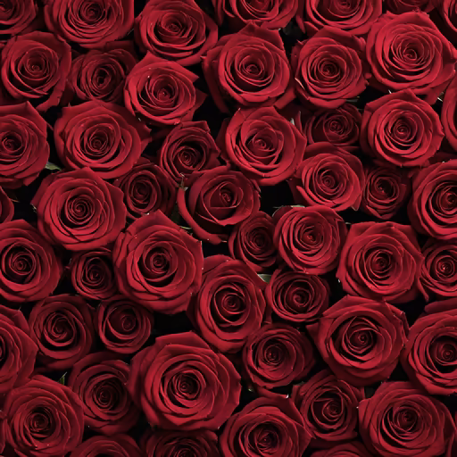 Crimson Roses