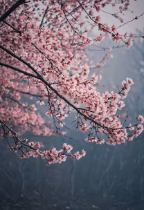 Cherry Blossom Dreams