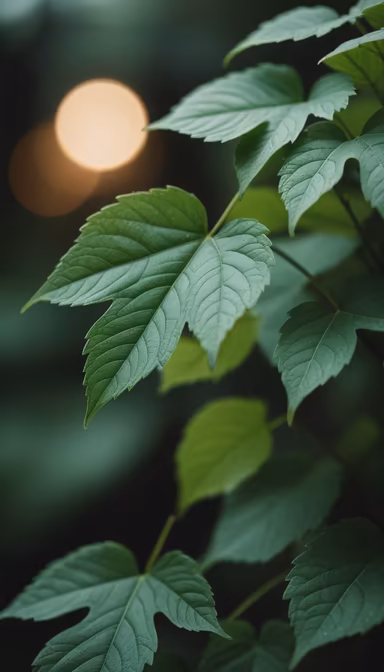 Nature's Embrace Nature's Embrace