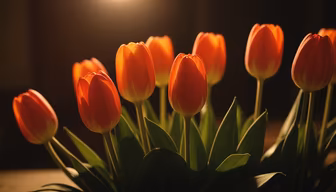 Tulip Glow Tulip Glow