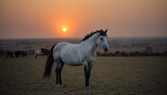 Sunset Serenity Sunset Serenity