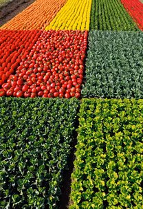 Harvest Bounty Harvest Bounty