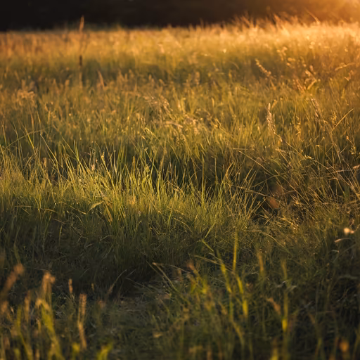 Golden Meadow