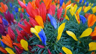 A Riot of Color A Riot of Color