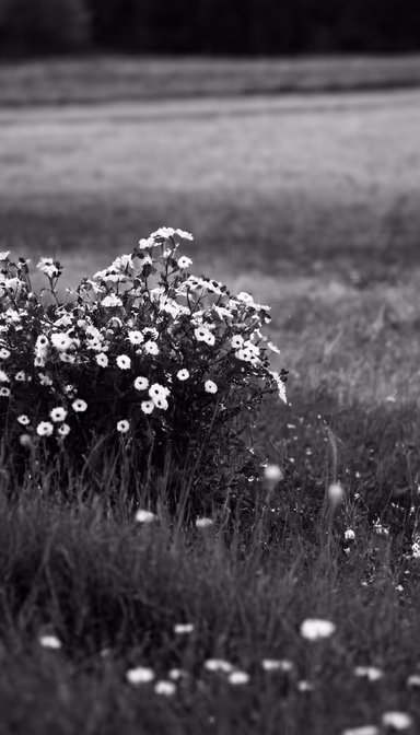 Wildflower Meadow