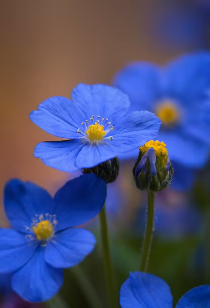 Blue Poppy Dream