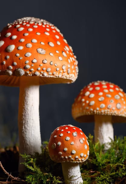 Forest Jewels Forest Jewels