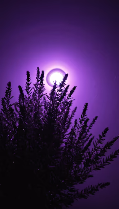 Purple Haze Purple Haze