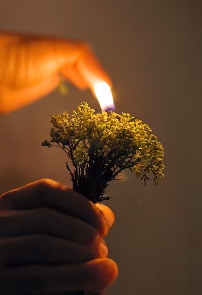 Burning Bush Burning Bush