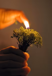 Burning Bush Burning Bush