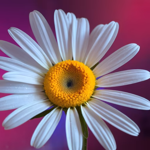 Daisy Dream