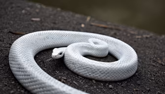 Serpentine Majesty Serpentine Majesty
